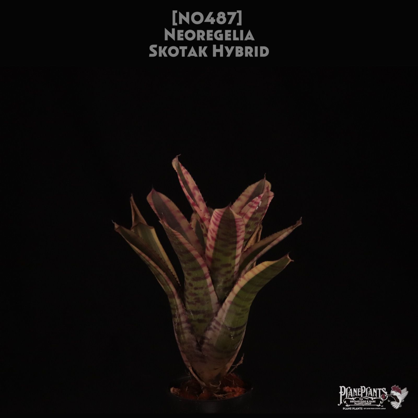 送料無料】Neoregelia Skotac Hybrid〔ネオレゲリア〕現品発送N0487
