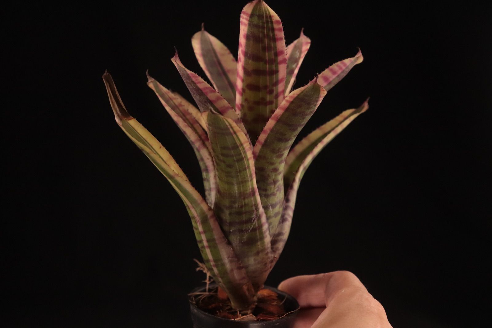 Neoregelia Skotak Hybrid〔ネオレゲリア〕N0602