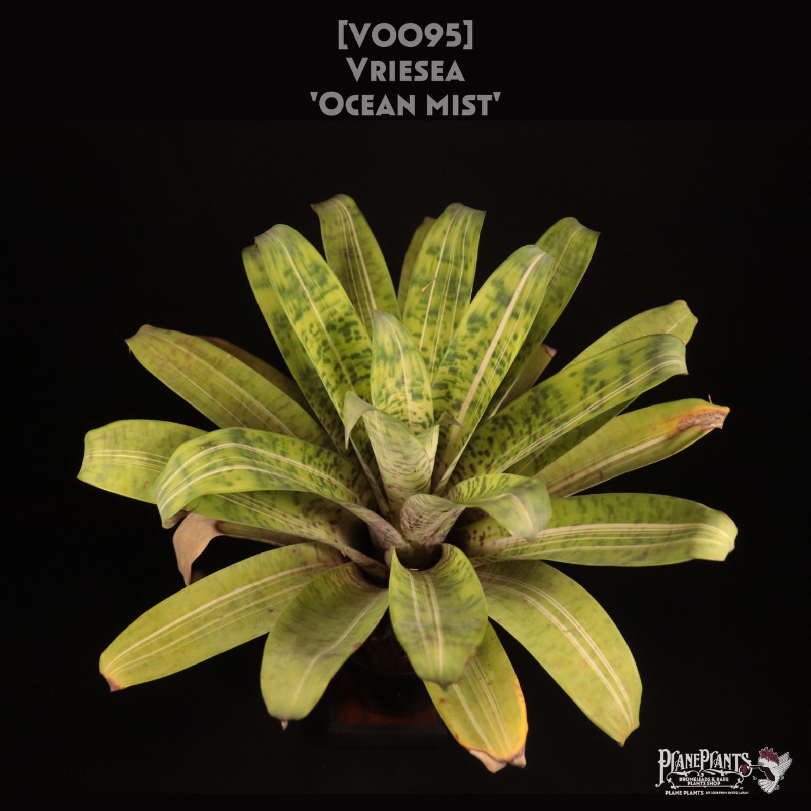 送料無料】Vriesea 'Ocean Mist'〔フリーセア〕現品発送V0095