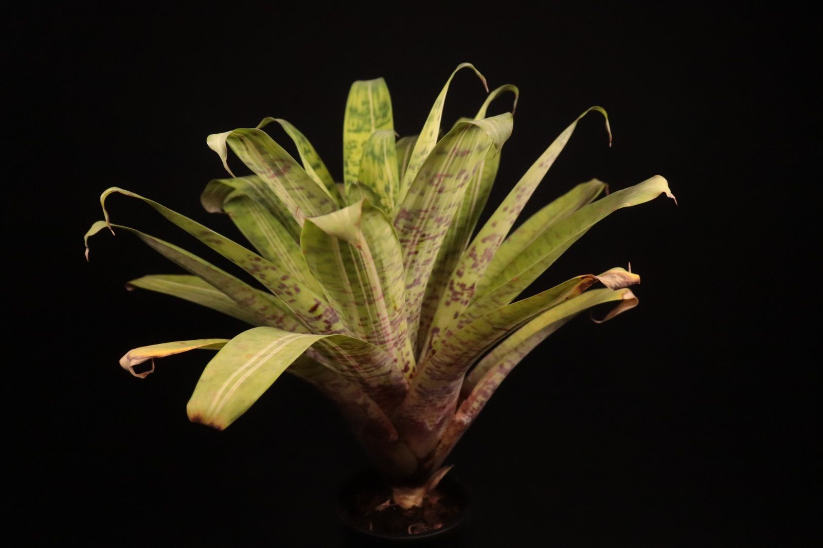 送料無料】Vriesea 'Ocean Mist'〔フリーセア〕現品発送V0095