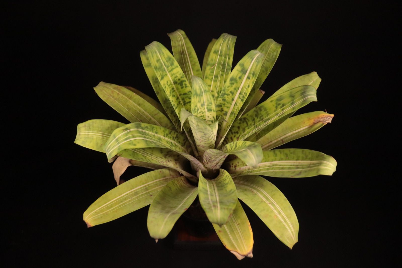 送料無料】Vriesea 'Ocean Mist'〔フリーセア〕現品発送V0095