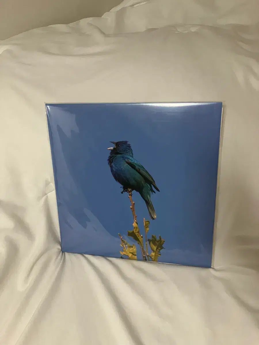 ユン ジヨン blue bird LP アルバム