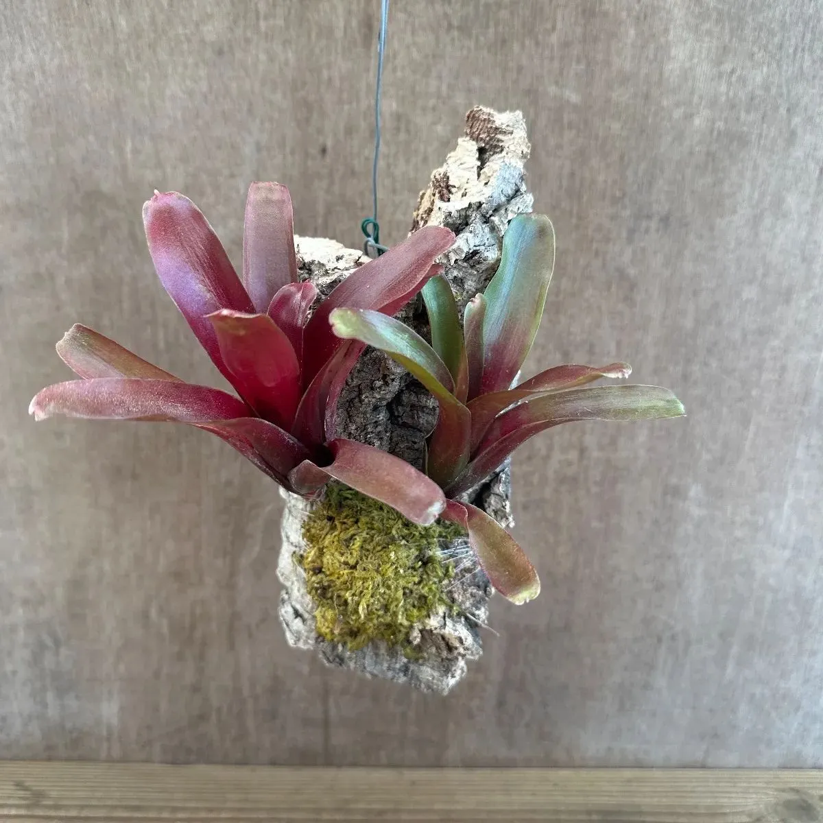 2026年最新】珍しいタンクブロメリアの人気アイテム - メルカリ