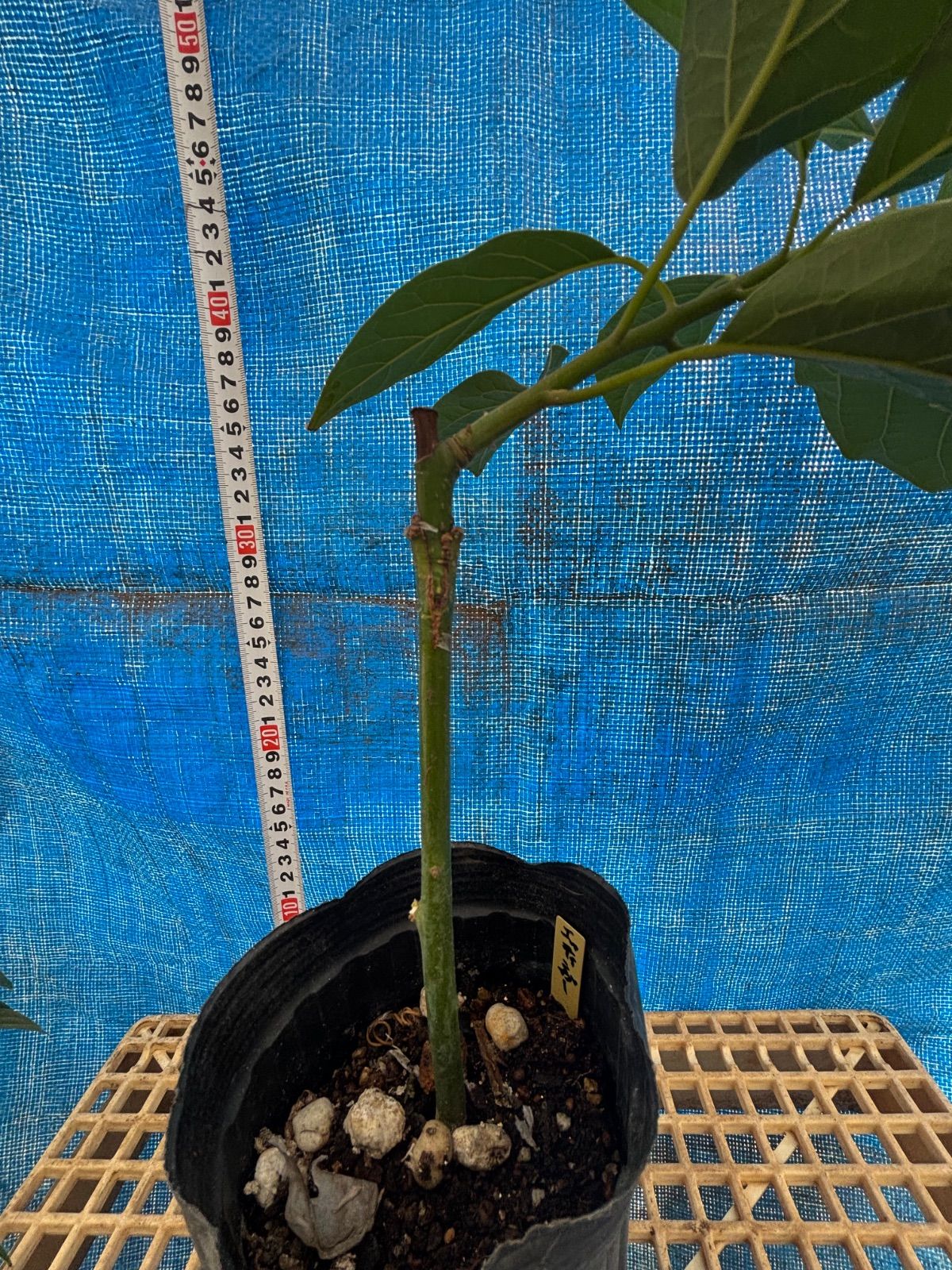 アボカド エッティンガー 接木苗 送料込み - メルカリ