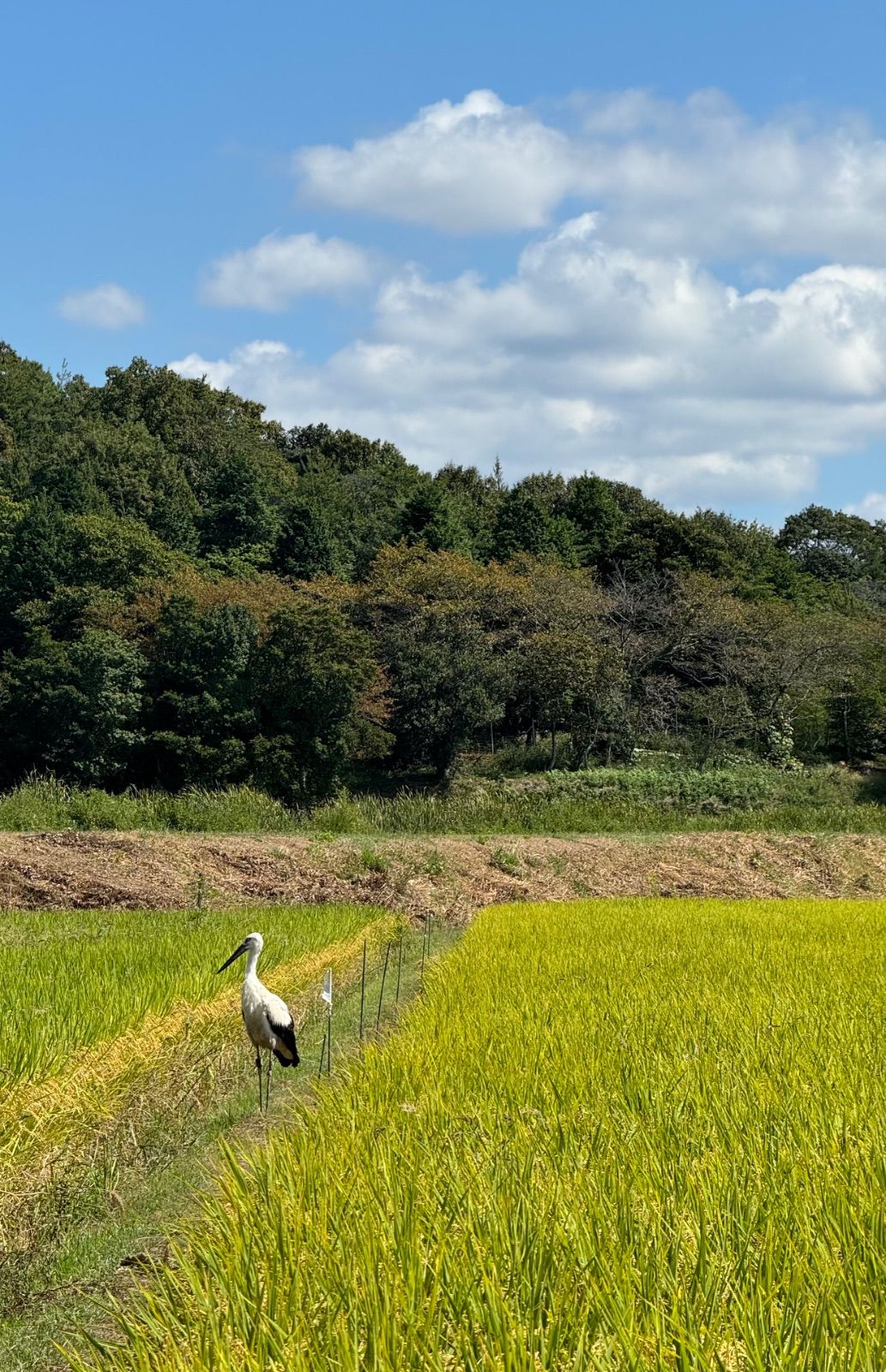 即日発送)新米!ヒノヒカリ 令和7年産 白米9キロ 冷蔵庫保管 【公式通販】 即日発送)新米!ヒノヒカリ 令和7年産 白米9キロ 冷蔵庫保管 【公式通販】