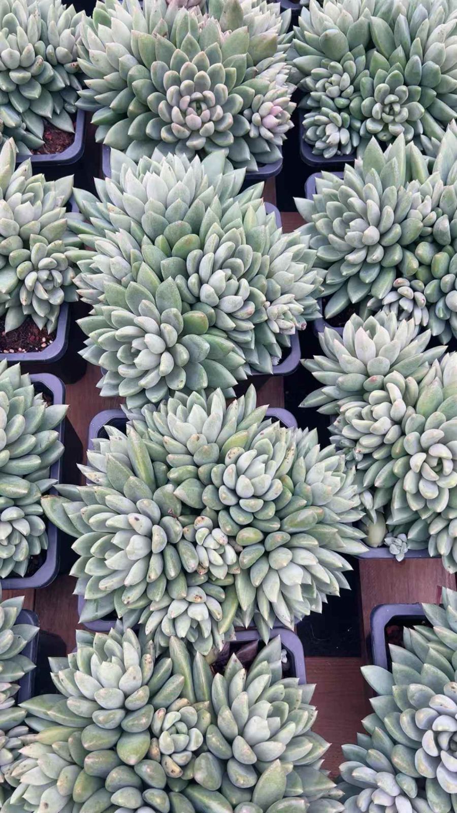 新規オープン記念 レッドアイボリー×6株 多肉植物 抜き苗 エケベリア