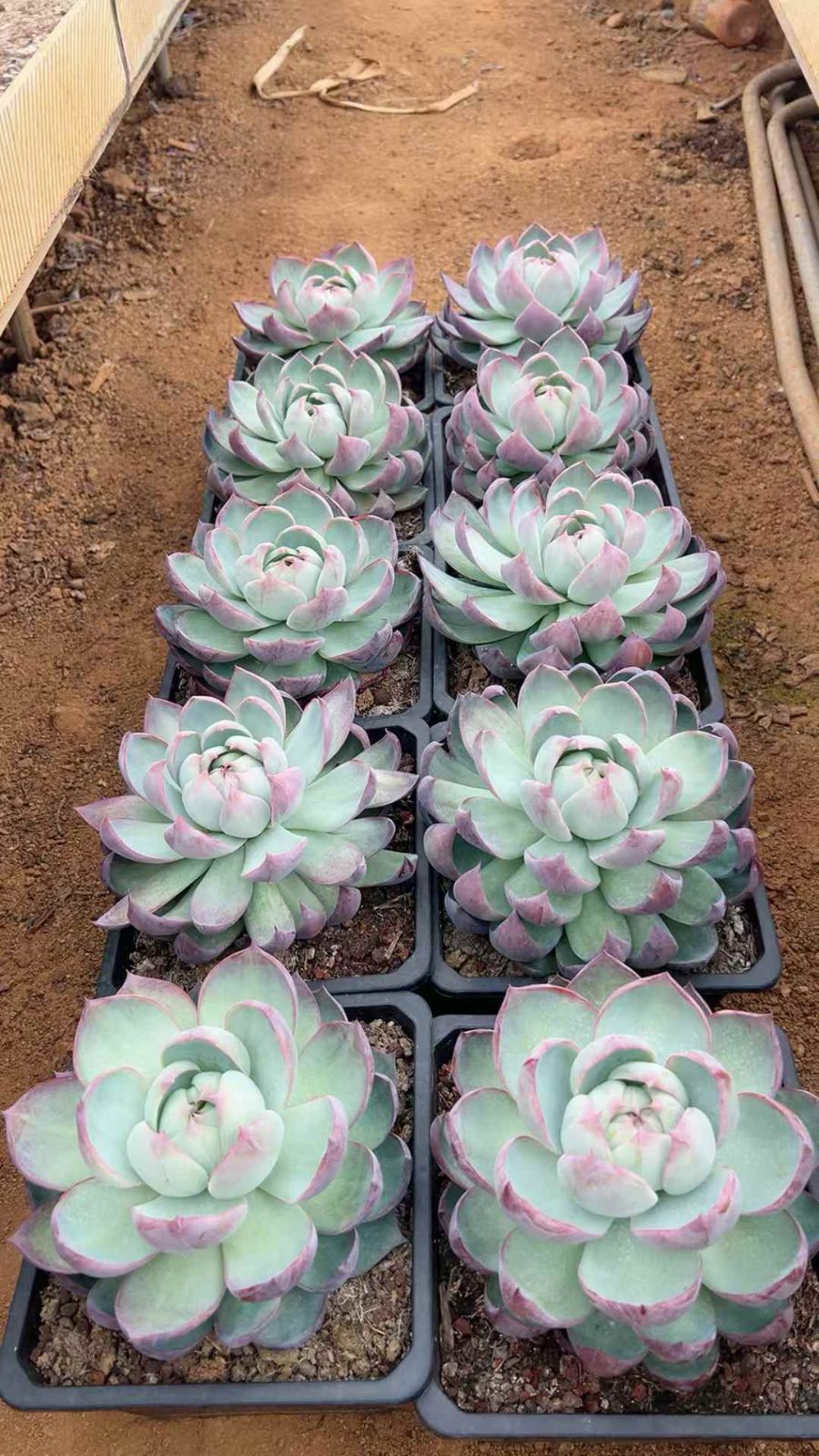 新規オープン記念 カシオ×6株 多肉植物 注文 抜き苗 エケベリア セダム