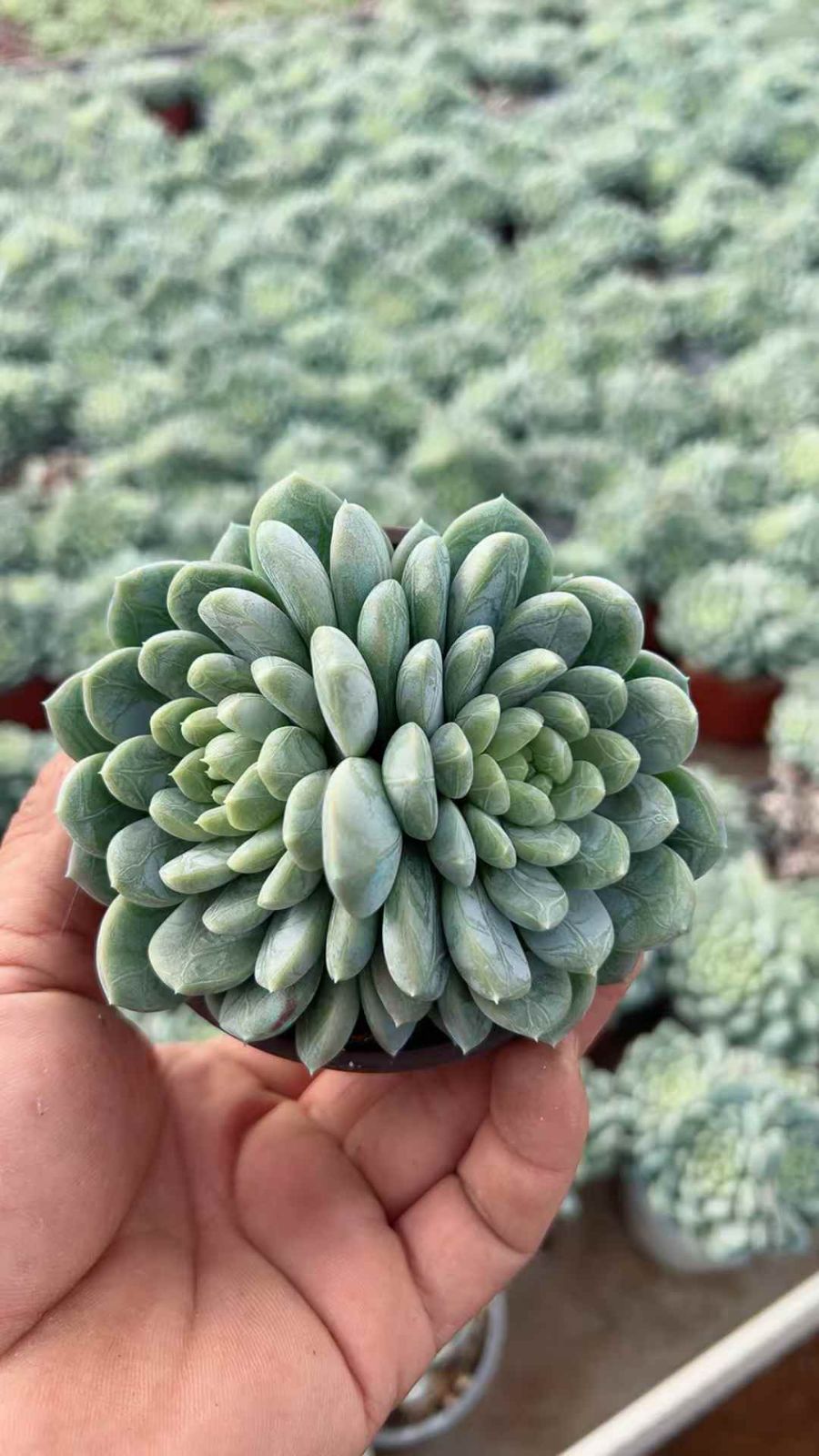 新規オープン記念 グリーン翡翠×18株 多肉植物 抜き苗 エケベリア