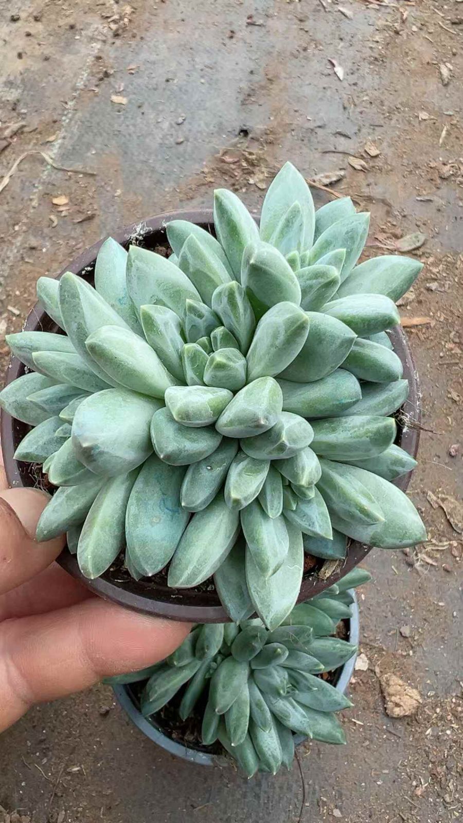 新規オープン記念 グリーン美人群生×18株 多肉植物 抜き苗 エケベリア