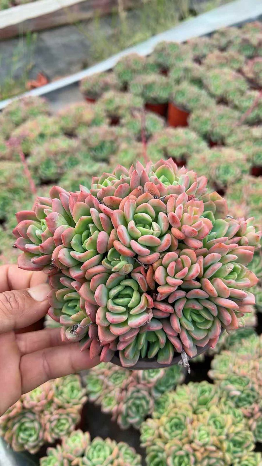 新規オープン記念 スカッシュ×12株 多肉植物 抜き苗 エケベリア セダム