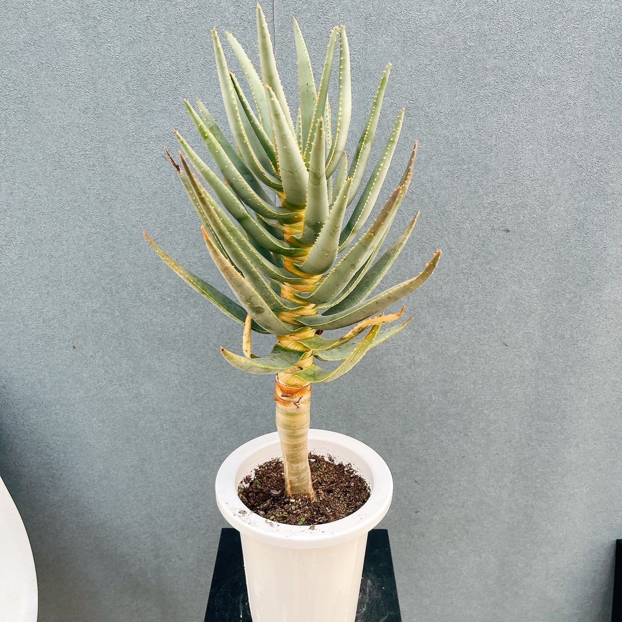 現品］9番 アロエ ディコトマ 6号 観葉植物 室内 屋外 おしゃれ 多肉