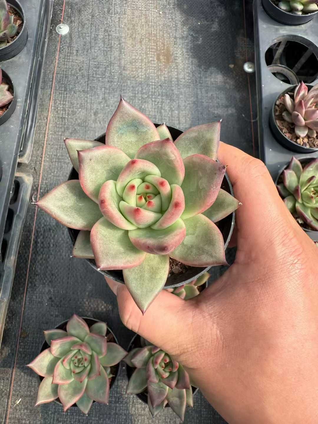 多肉植物 24株 X112-2 多肉植物 エケベリア 糖酒 超美苗 サボテン 観葉植物 花 園芸