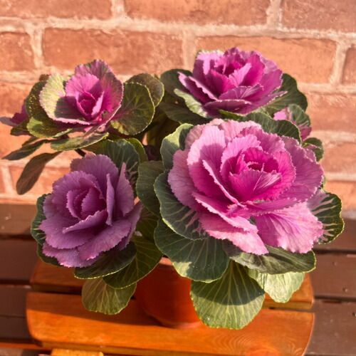 葉牡丹 ラメ付き寄せ植え プラチナケール 5号（直径15cm）鉢 ハボタン