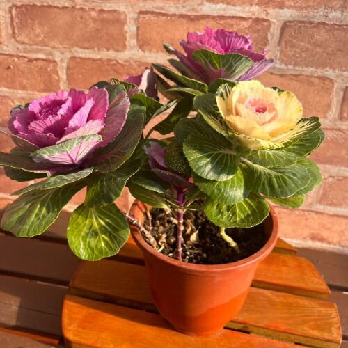 葉牡丹 ラメ付き寄せ植え プラチナケール 5号（直径15cm）鉢 ハボタン