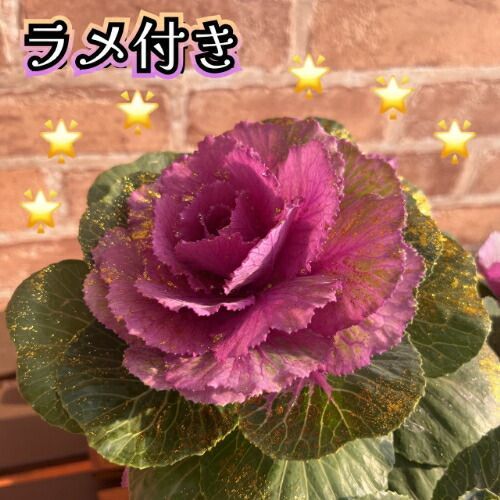 葉牡丹 ラメ付き寄せ植え プラチナケール 5号（直径15cm）鉢 ハボタン