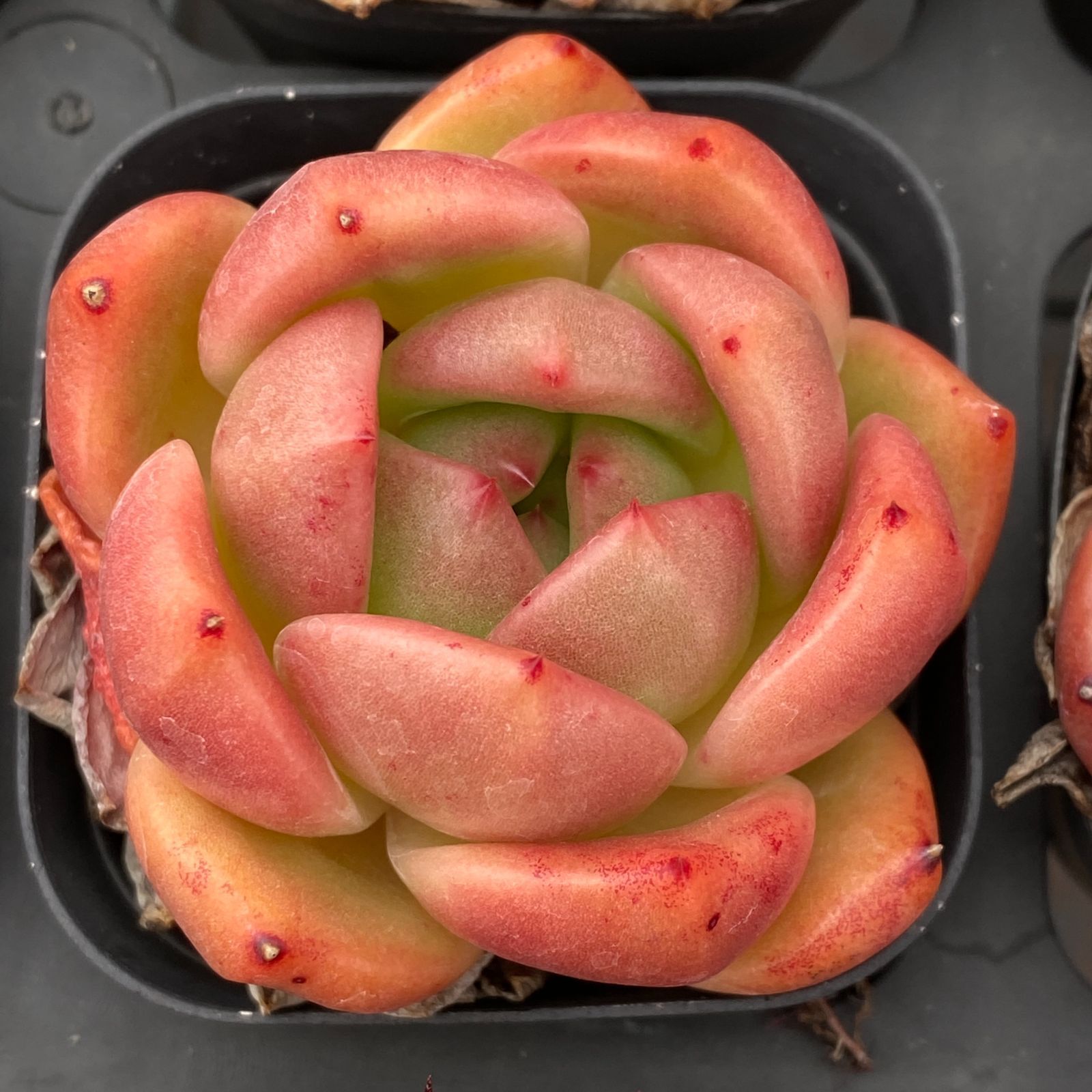 新規オープン記念 ハーニーピンク 24株 多肉植物 抜き苗 エケベリア セダム アエオニウム 韓国苗 寄せ植え 詰め合わせ LB 1303