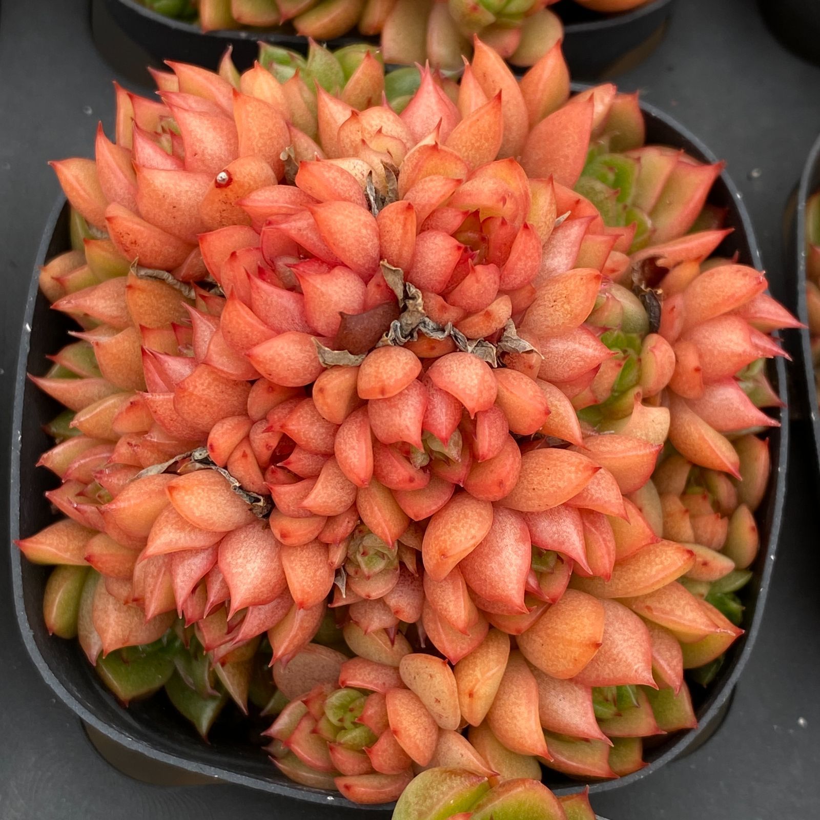 新規オープン記念 ワインピーチ 50株 多肉植物 抜き苗 エケベリア セダム アエオニウム 韓国苗 寄せ植え 詰め合わせ LB 1327