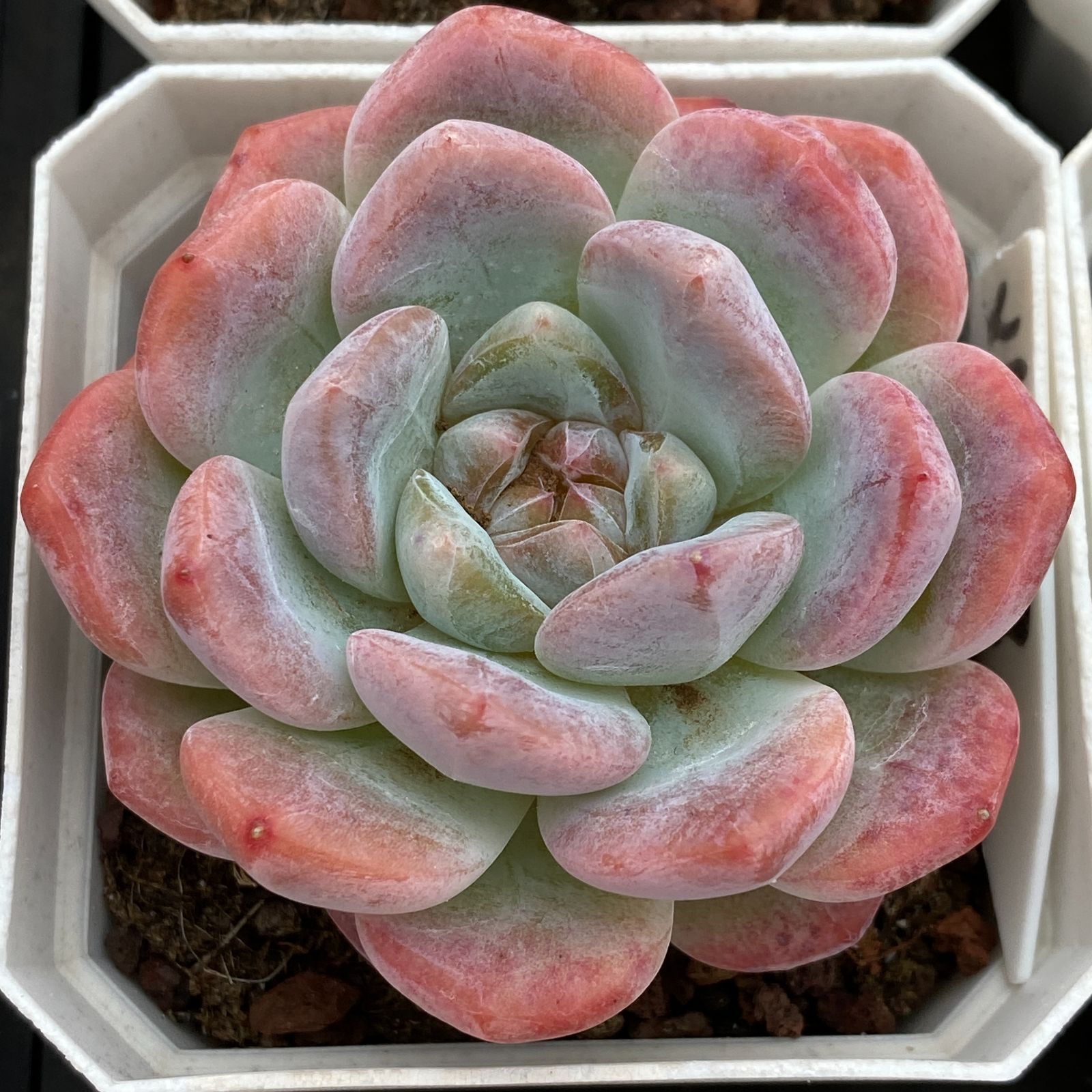 新規オープン記念 スノーティー×50株 多肉植物 抜き苗 エケベリア