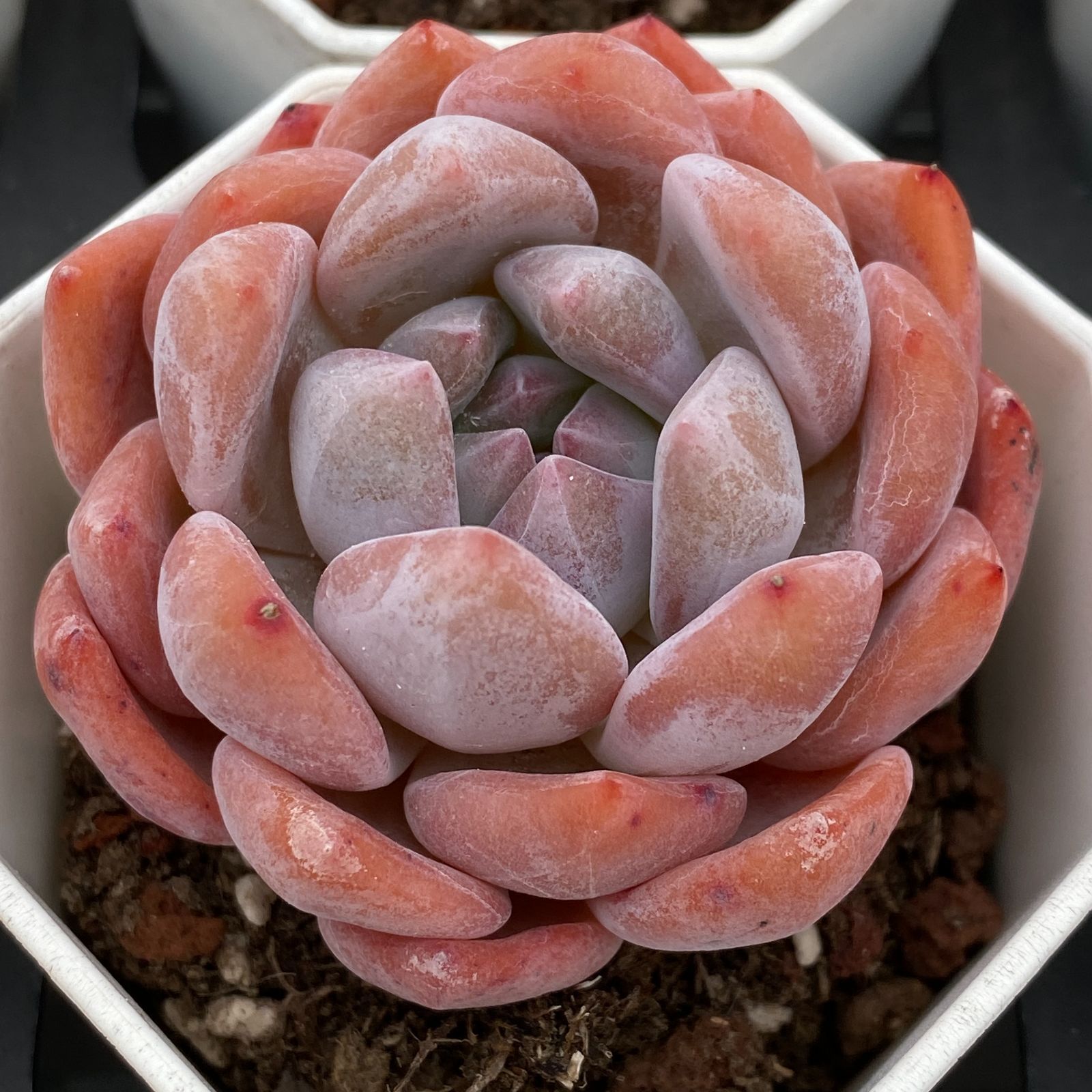 新規オープン記念 スタージェイド×50株 多肉植物 抜き苗 エケベリア