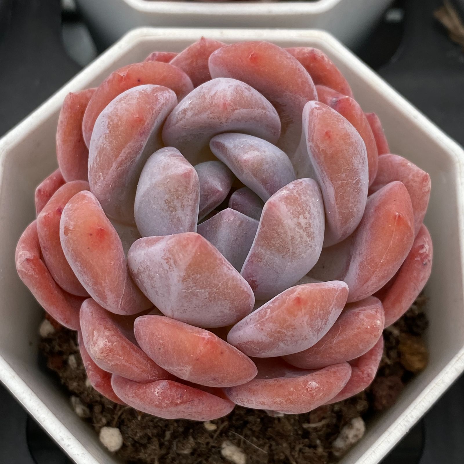 新規オープン記念 スタージェイド×50株 多肉植物 抜き苗 エケベリア