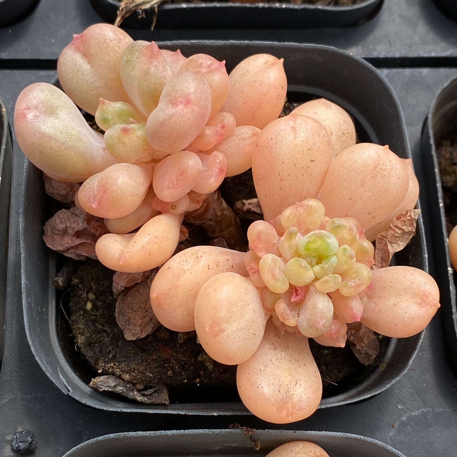 新規オープン記念 ビル ゲイツ×50株 多肉植物 抜き苗 エケベリア セダム アエオニウム 韓国苗 寄せ植え 詰め合わせ LB 1340