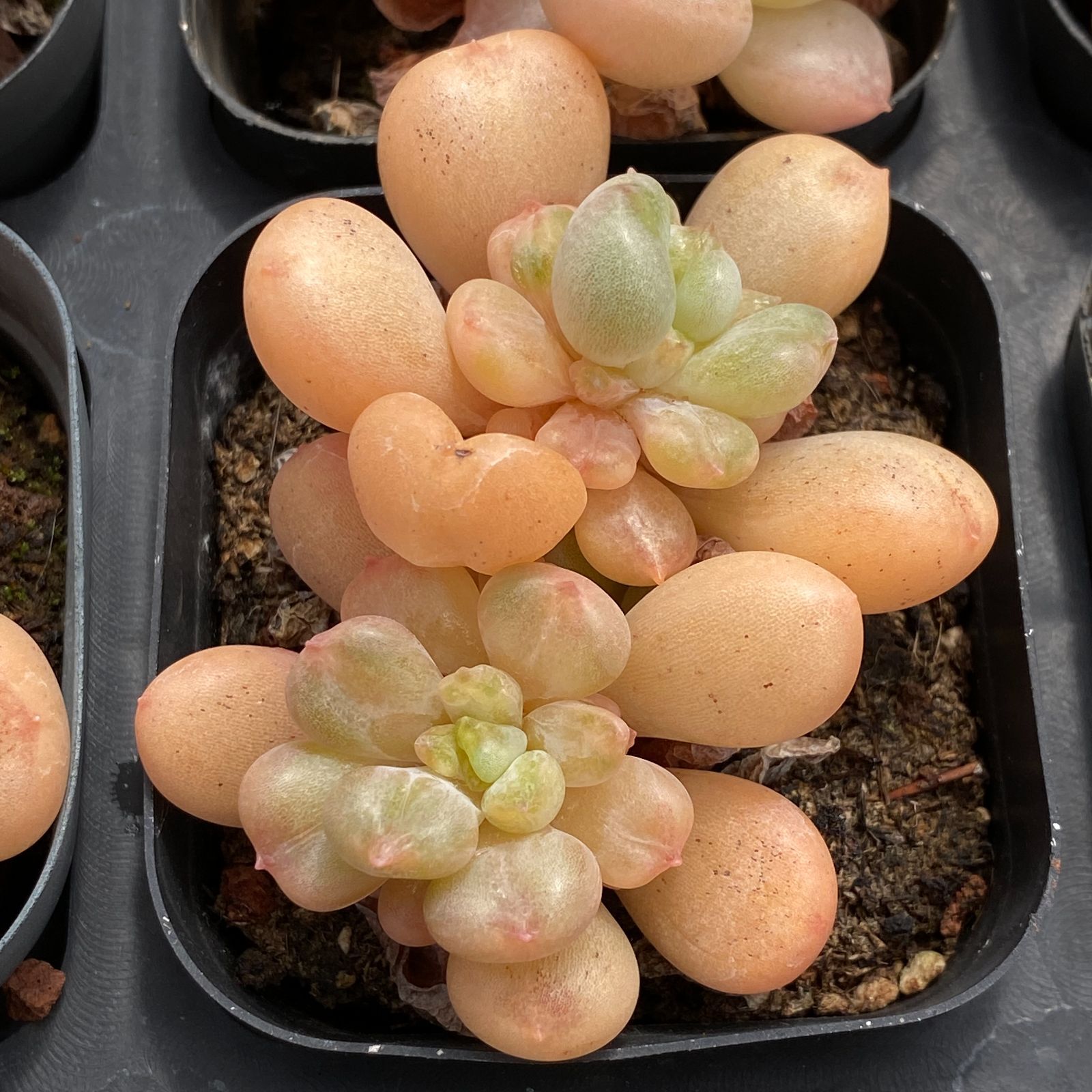 新規オープン記念 ビル・ゲイツ×50株 多肉植物 抜き苗 エケベリア