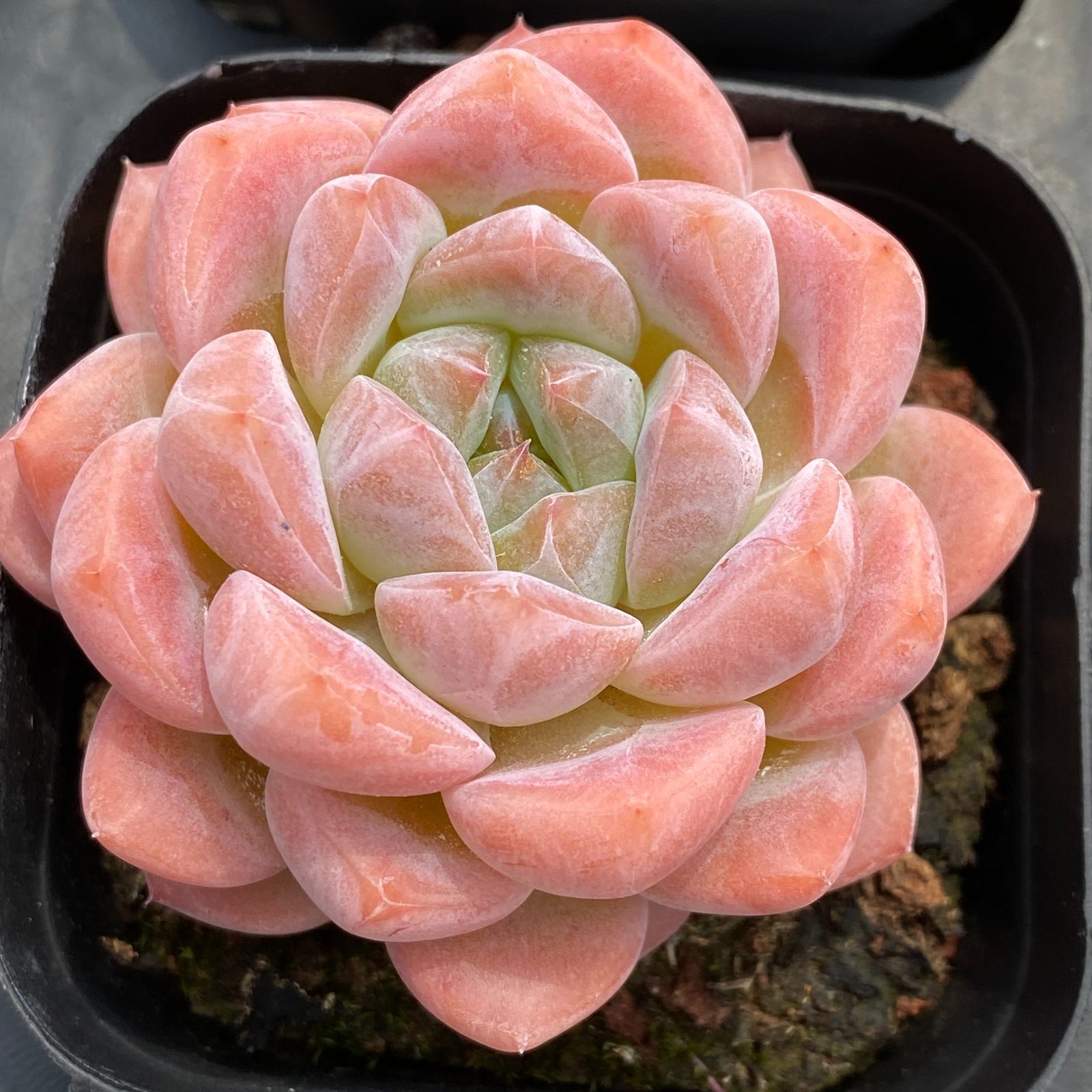 新規オープン記念 翠グレイプ×50株 多肉植物 抜き苗 エケベリア セダム アエオニウム 韓国苗 寄せ植え 詰め合わせ LB 1343