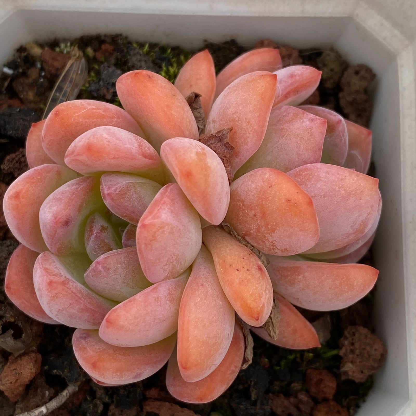 新規オープン記念 スター２頭×50株 多肉植物 抜き苗 エケベリア セダム アエオニウム 韓国苗 寄せ植え 詰め合わせ LB 1323