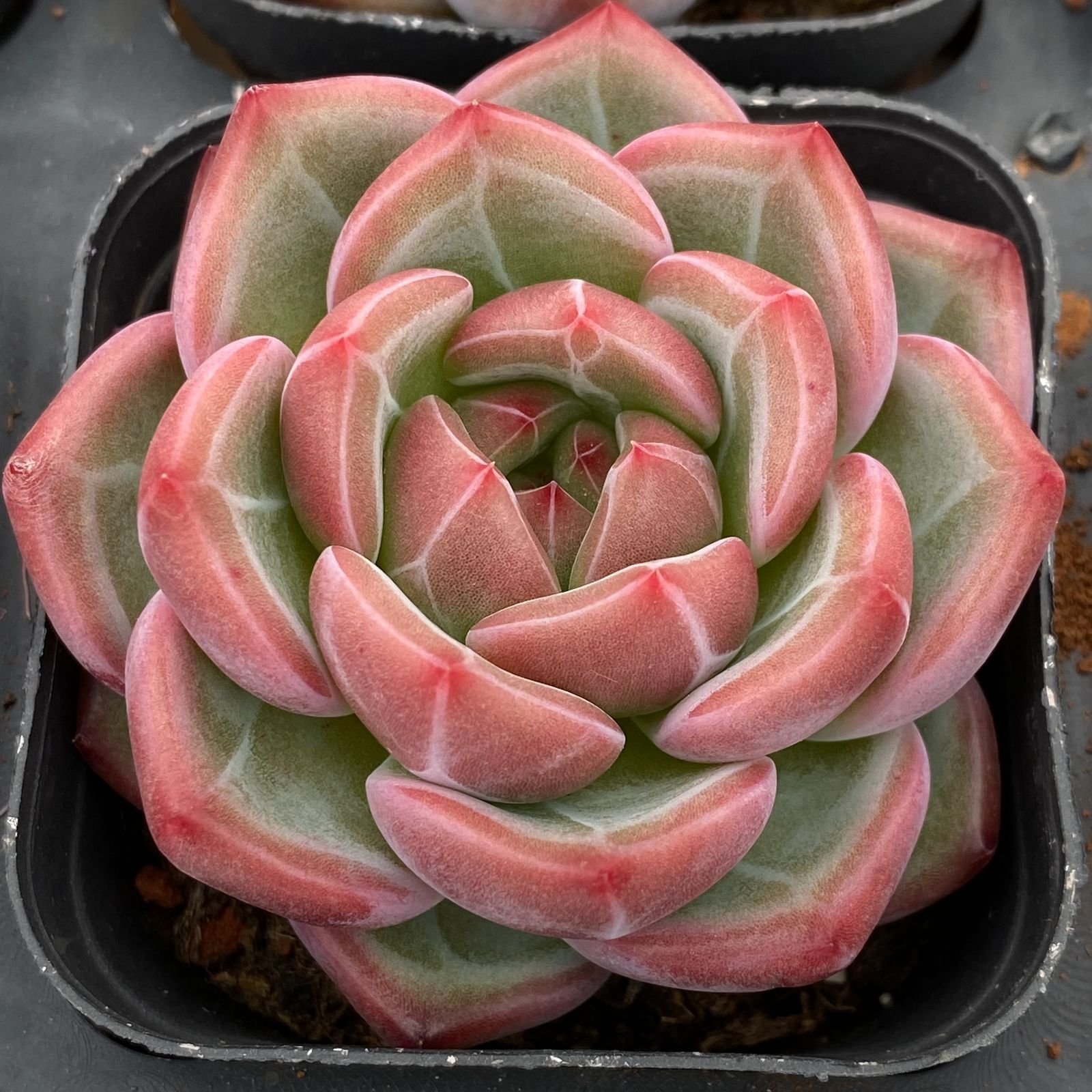 新規オープン記念 レッドシャンペーン 50株 多肉植物 抜き苗 エケベリア セダム アエオニウム 韓国苗 寄せ植え 詰め合わせ LB 1325