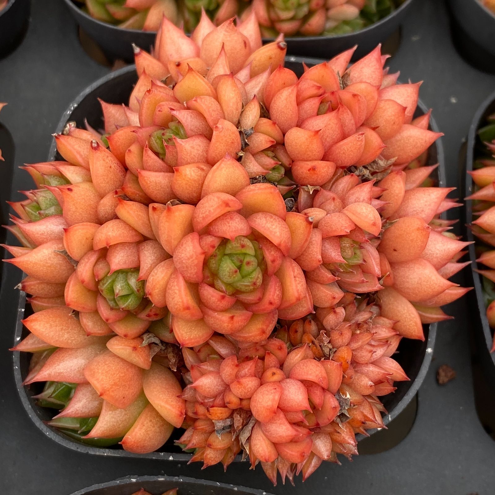 新規オープン記念 ワインピーチ 50株 多肉植物 抜き苗 エケベリア セダム アエオニウム 韓国苗 寄せ植え 詰め合わせ LB 1327