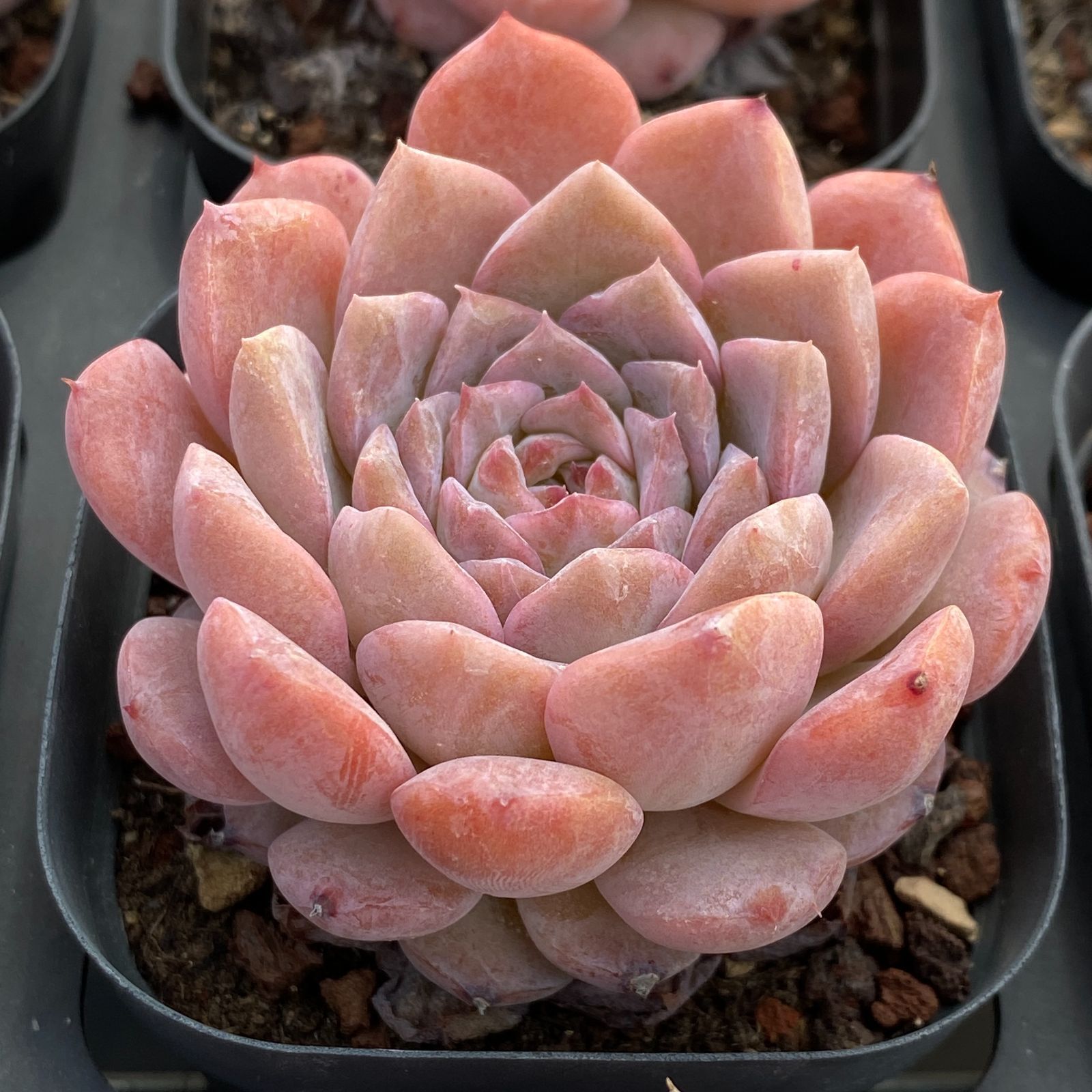 新規オープン記念 エリー女王×50株 多肉植物 抜き苗 エケベリア セダム