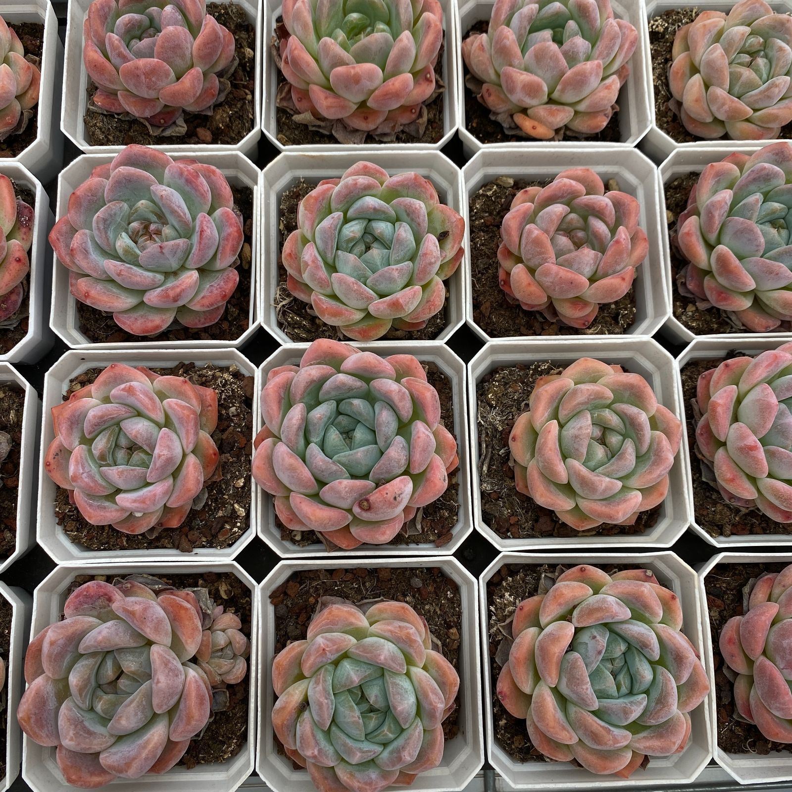 新規オープン記念 スノーティー×50株 多肉植物 抜き苗 エケベリア