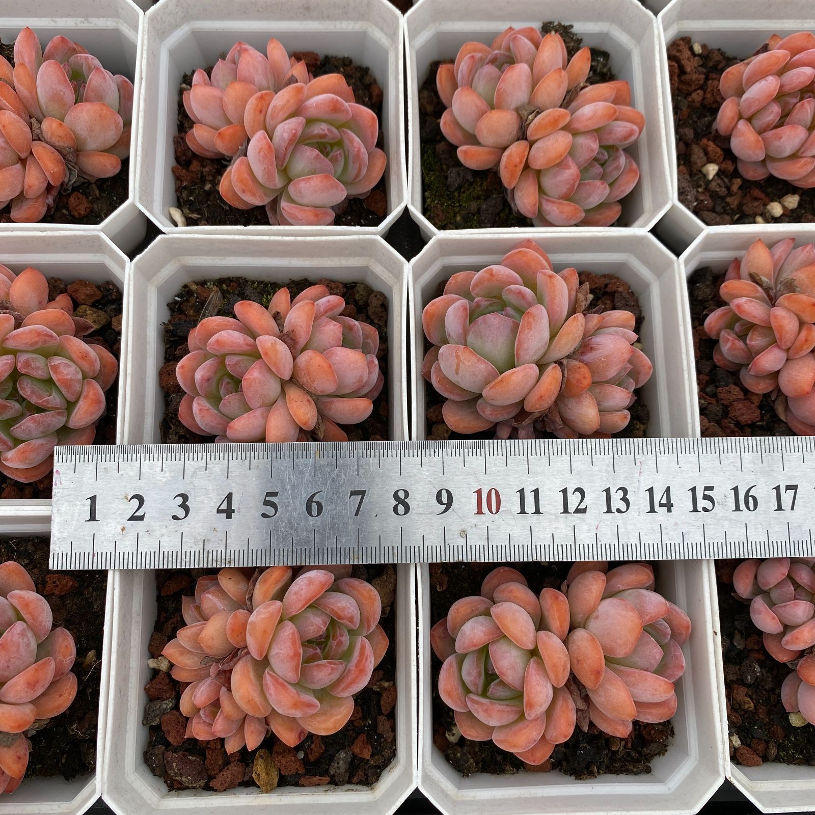 新規オープン記念 スター２頭×50株 多肉植物 抜き苗 エケベリア セダム アエオニウム 韓国苗 寄せ植え 詰め合わせ LB 1323