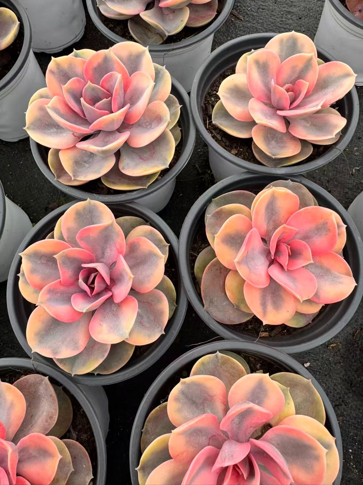 多*ん様 K1167　キャンデー　52株　多肉植物 抜き苗 エケベリア 韓国苗 新規オープン記念 虹のキャンデー錦（単頭）×30株 多肉植物 抜き苗