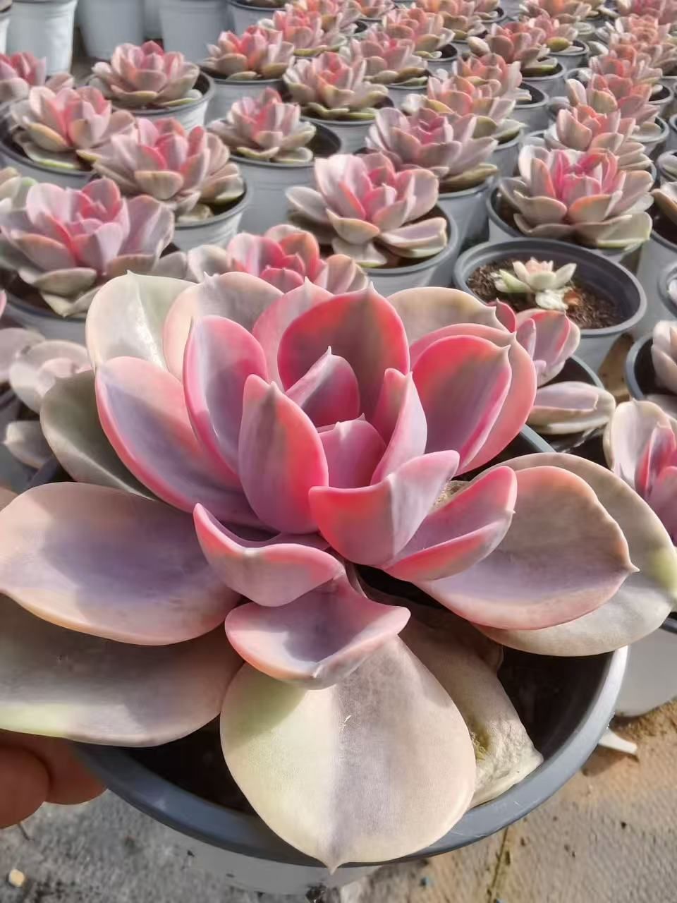 新規オープン記念 虹のキャンデー錦（単頭）×30株 多肉植物 抜き苗