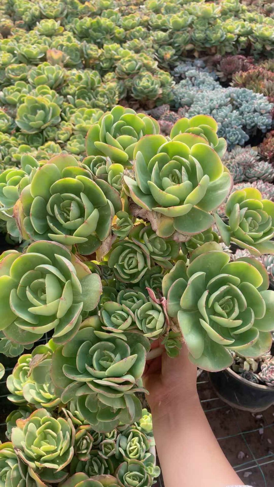 新規オープン記念 アイスラブリーローズ×4株 多肉植物 抜き苗