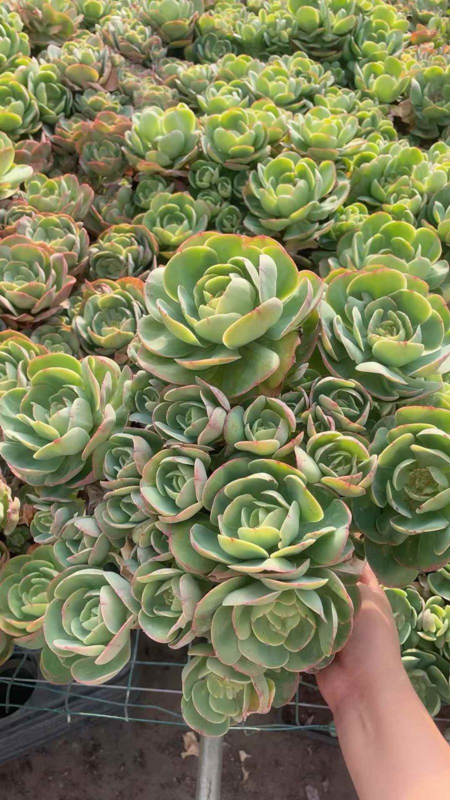 新規オープン記念 アイスラブリーローズ×4株 多肉植物 抜き苗