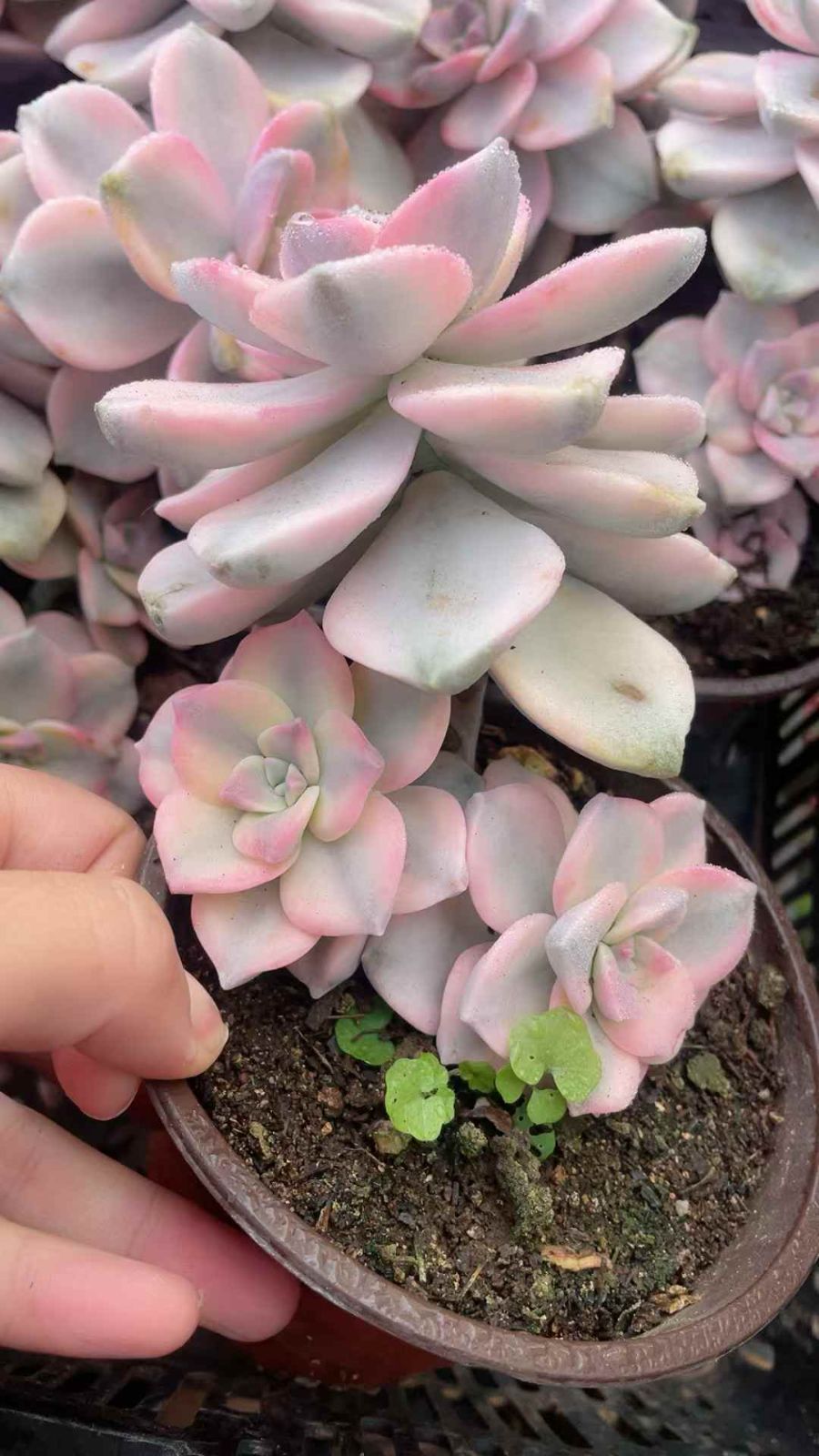 15株×コビトマツリニシキ ショップ 多肉植物 エケベリア セダム