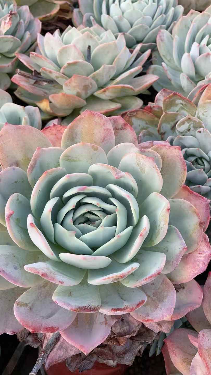 新規オープン記念 グリーンオレンジ×12株 多肉植物 抜き苗 エケベリア セダム アエオニウム 韓国苗 寄せ植え 詰め合わせ SX 10