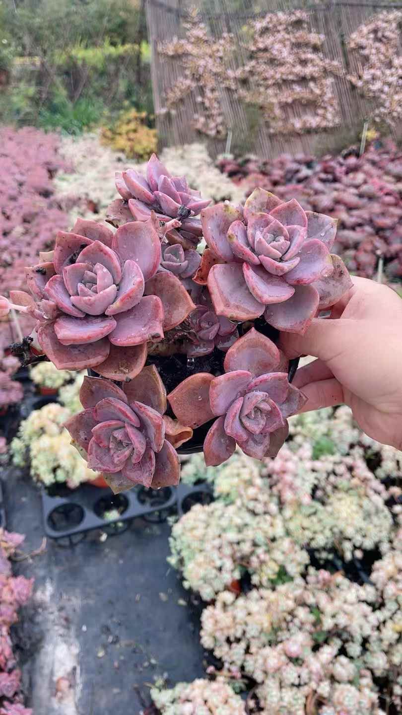 新規オープン記念 虹のキャンディー×15株 多肉植物 抜き苗 エケベリア