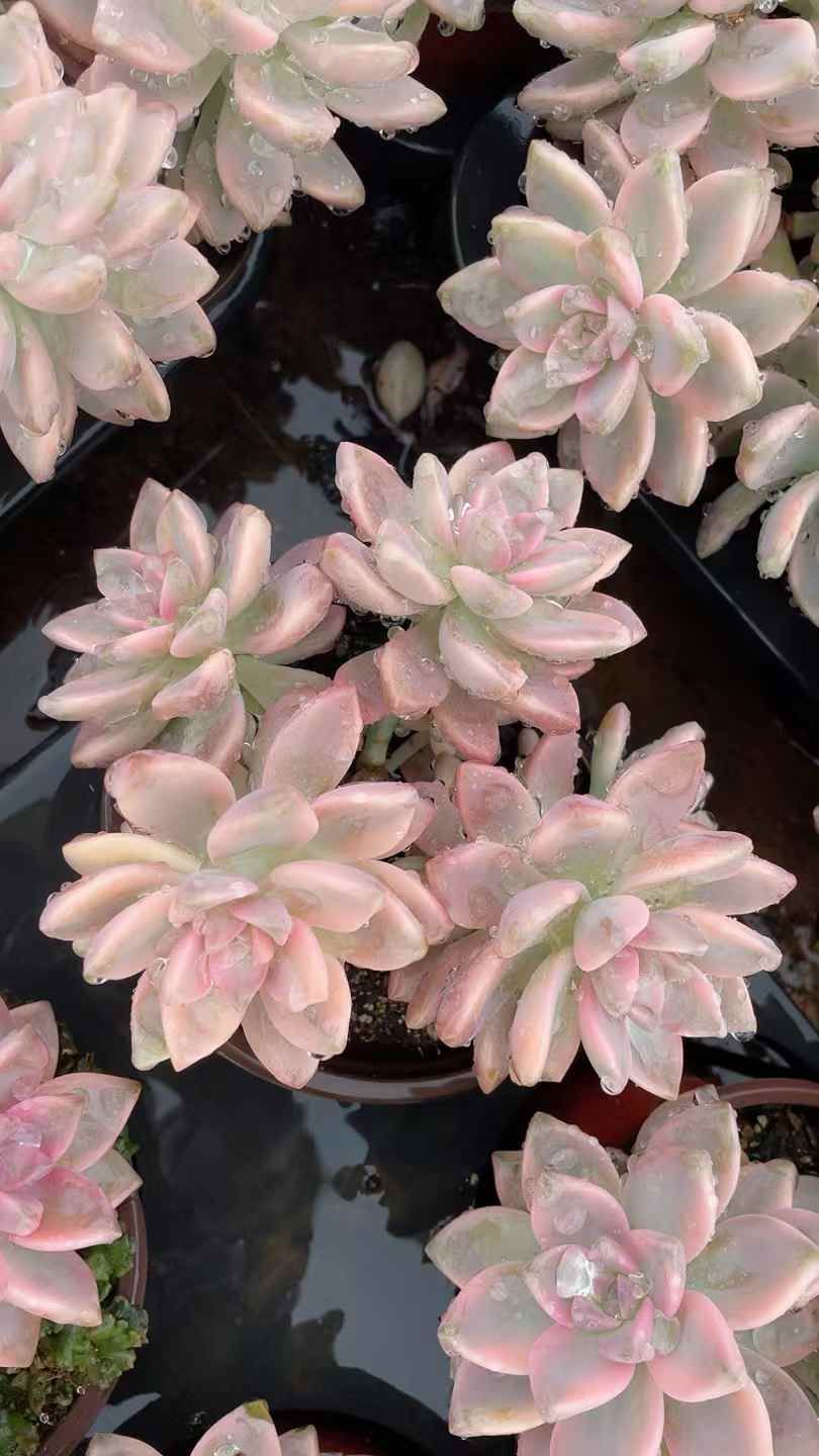 新規オープン記念 アワユキ錦×15株 多肉植物 抜き苗 エケベリア セダム