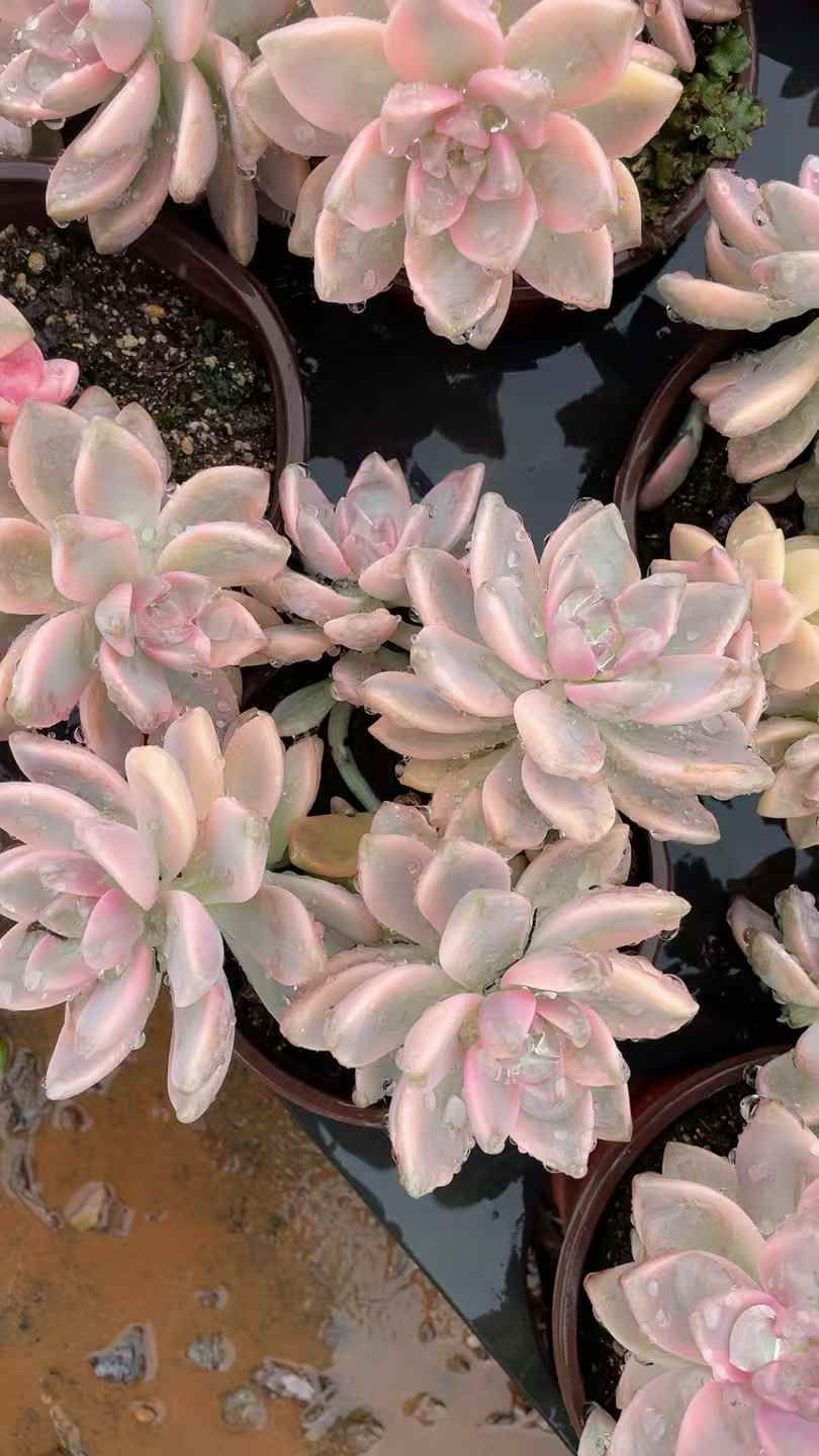 新規オープン記念 アワユキ錦×15株 多肉植物 抜き苗 エケベリア セダム