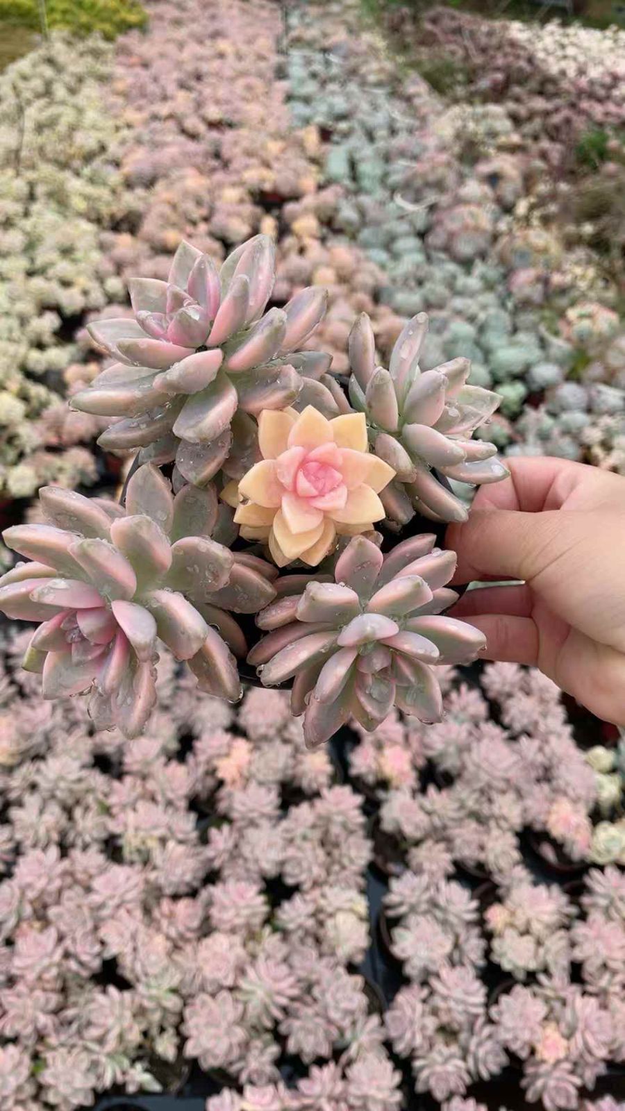 新規オープン記念 アワユキ錦×15株 多肉植物 抜き苗 エケベリア セダム