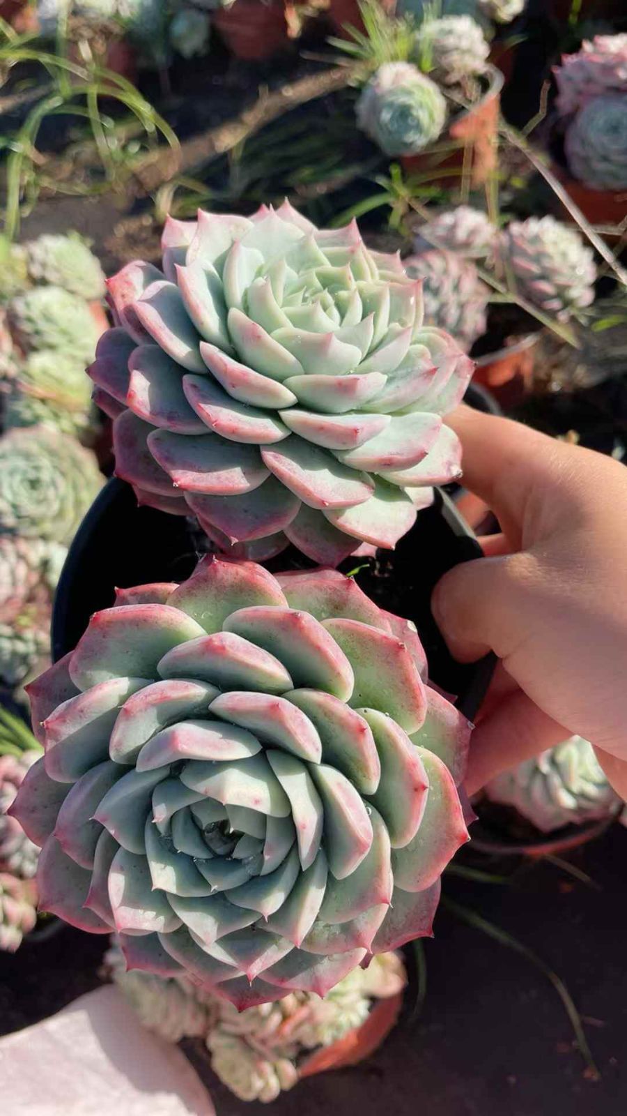 新規オープン記念 ビロード2頭×15株 多肉植物 抜き苗 エケベリア