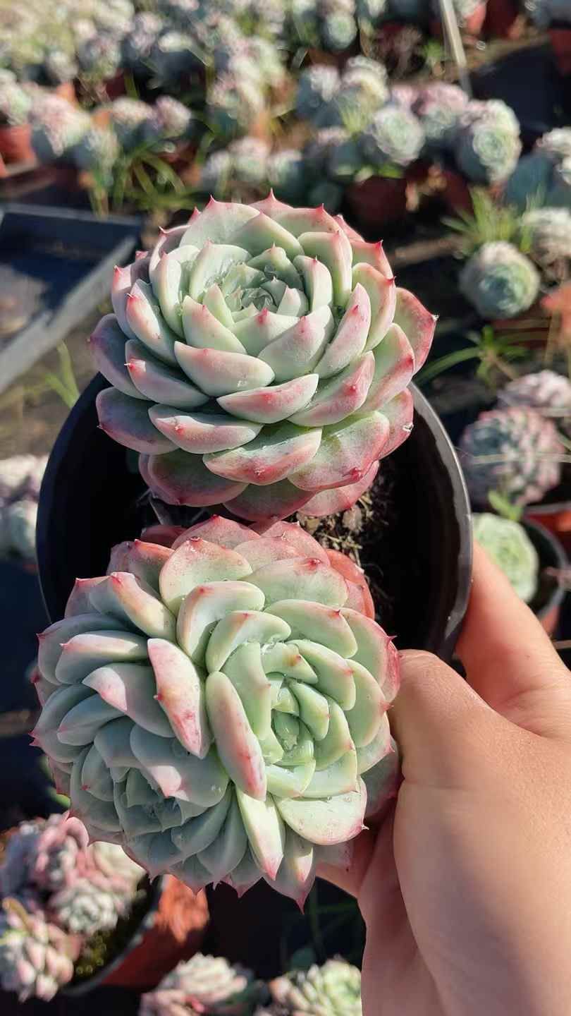 新規オープン記念 ビロード2頭×15株 多肉植物 抜き苗 エケベリア