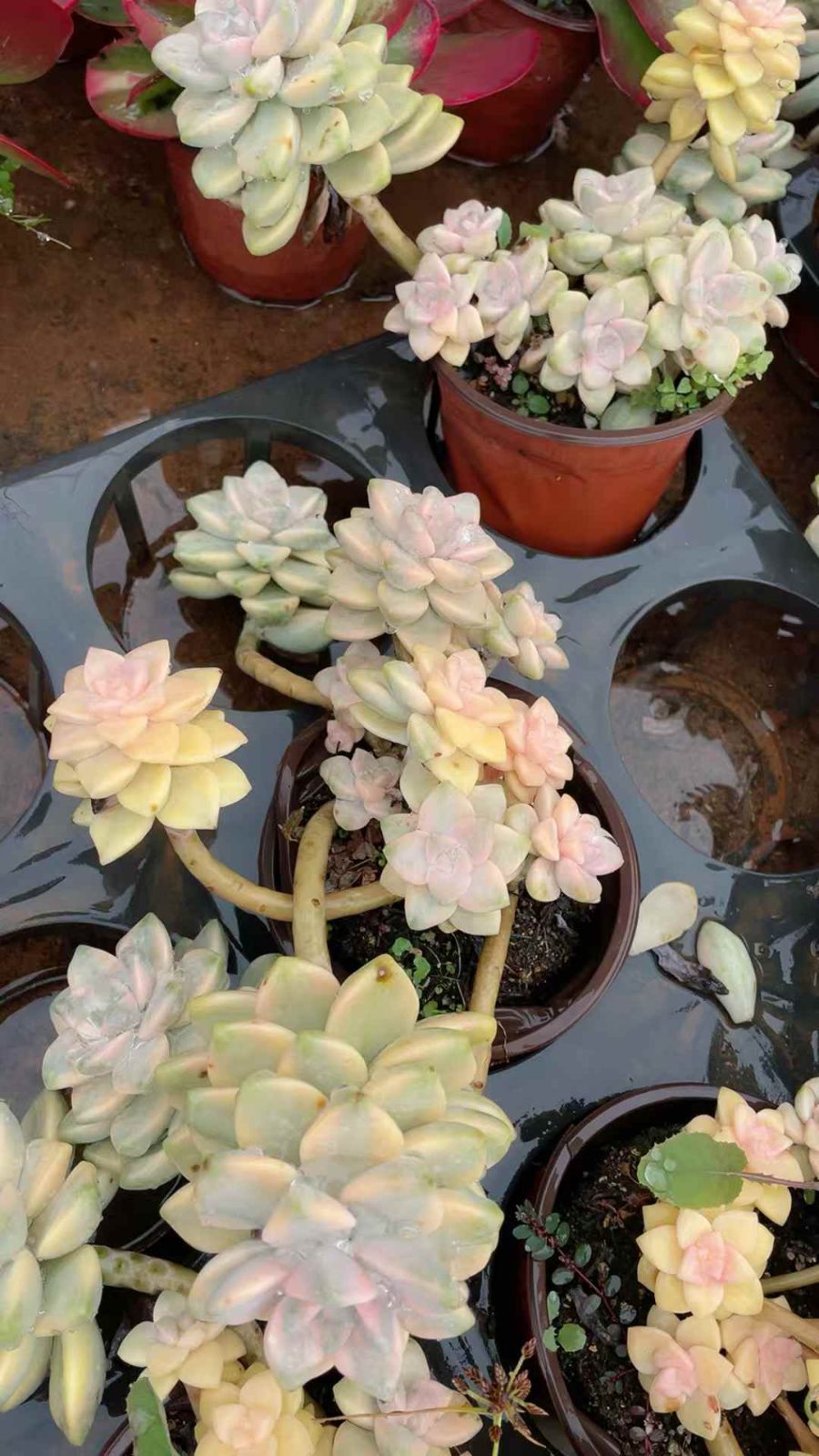 新規オープン記念 ティテュバンス錦×15株 多肉植物 抜き苗 エケベリア