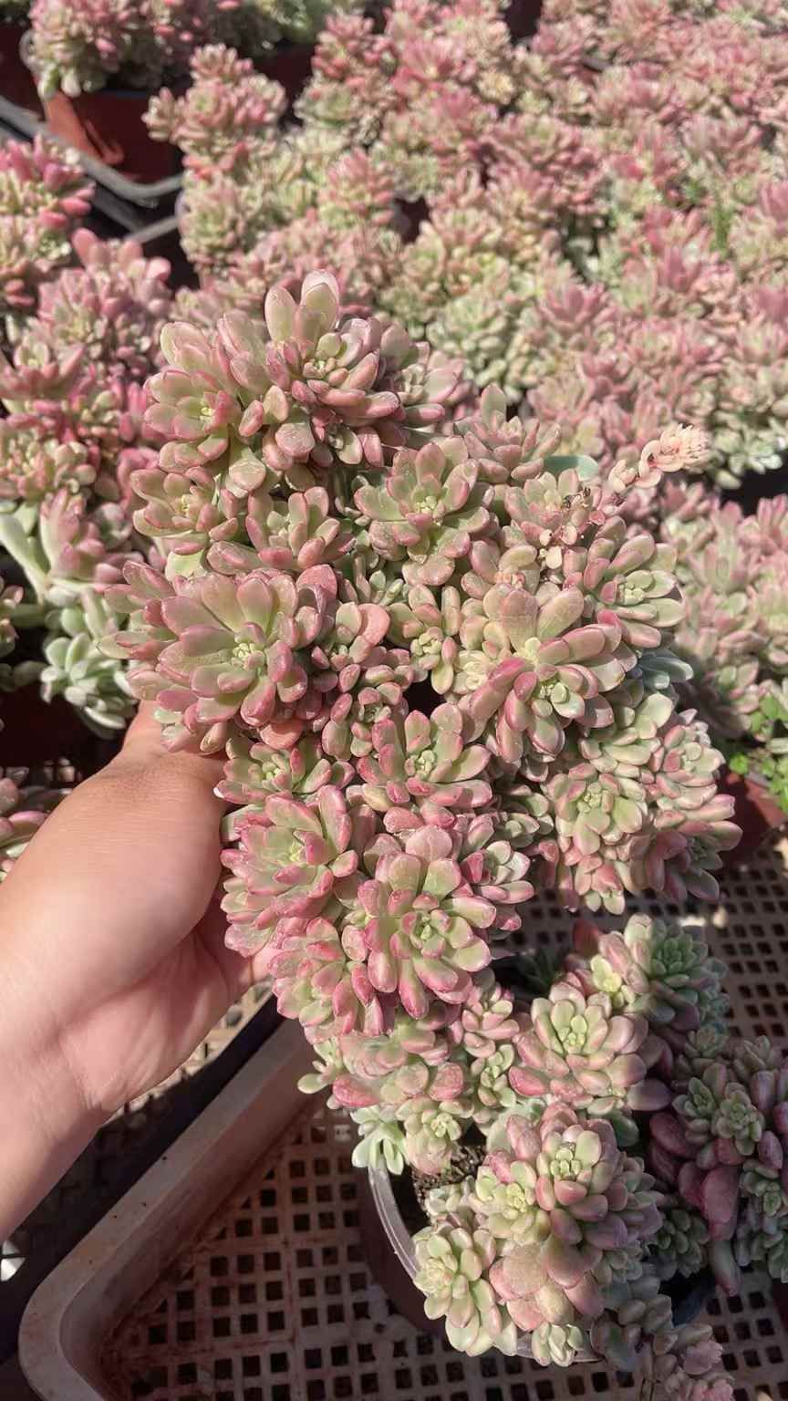 新入荷 タロック錦×15株 多肉植物 土鉢付き エケベリア セダム