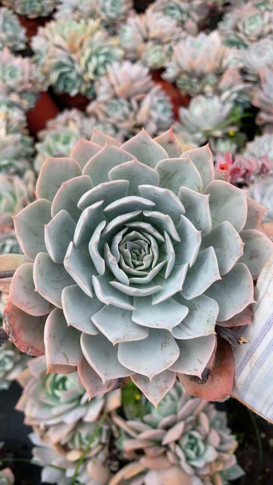 新規オープン記念 ブルーハス単頭×15株 多肉植物 抜き苗 エケベリア