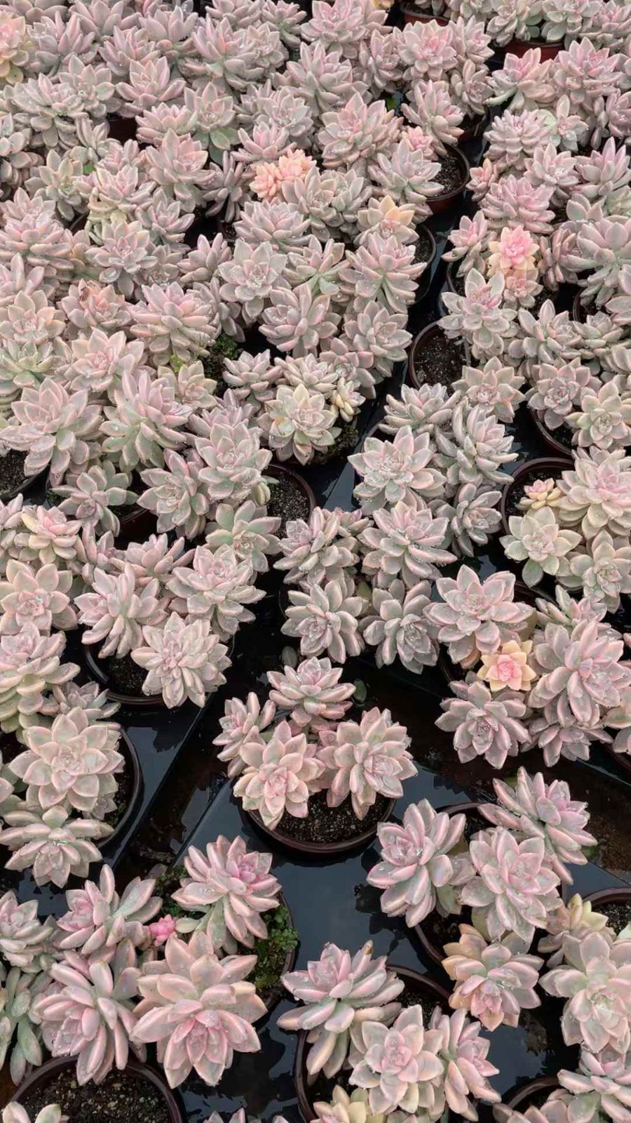 新規オープン記念 アワユキ錦×15株 多肉植物 抜き苗 エケベリア セダム