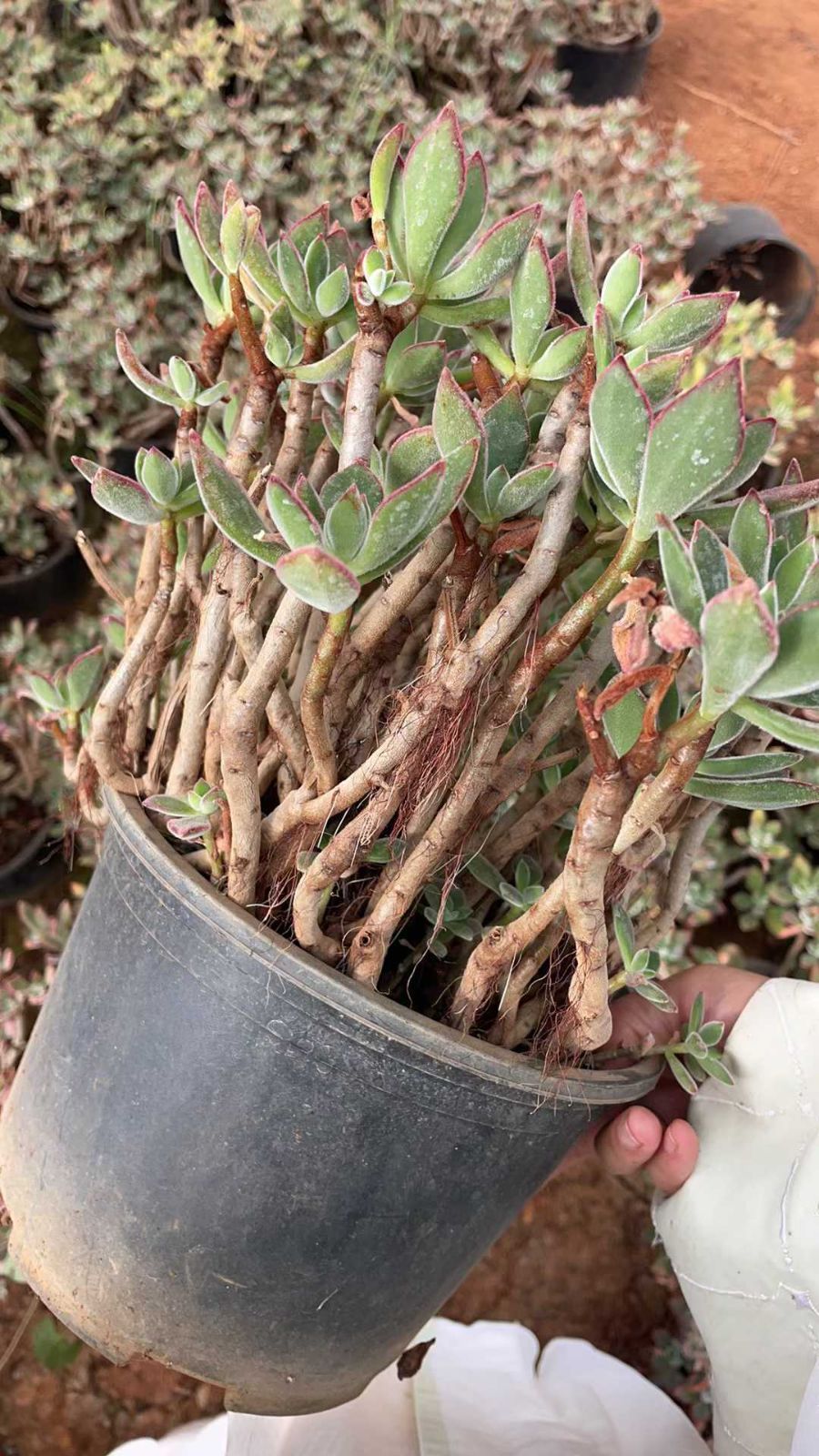 新品12-韓国苗 多肉植物100株 詰め合わせ 抜き苗出荷 【公式通販】